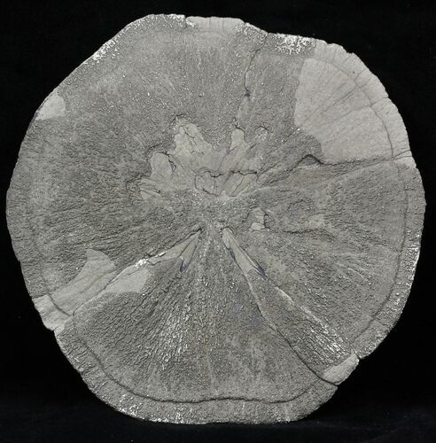 Large Pyrite Sun - Illinois #31171